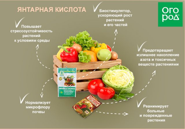 Янтарная кислота картинки